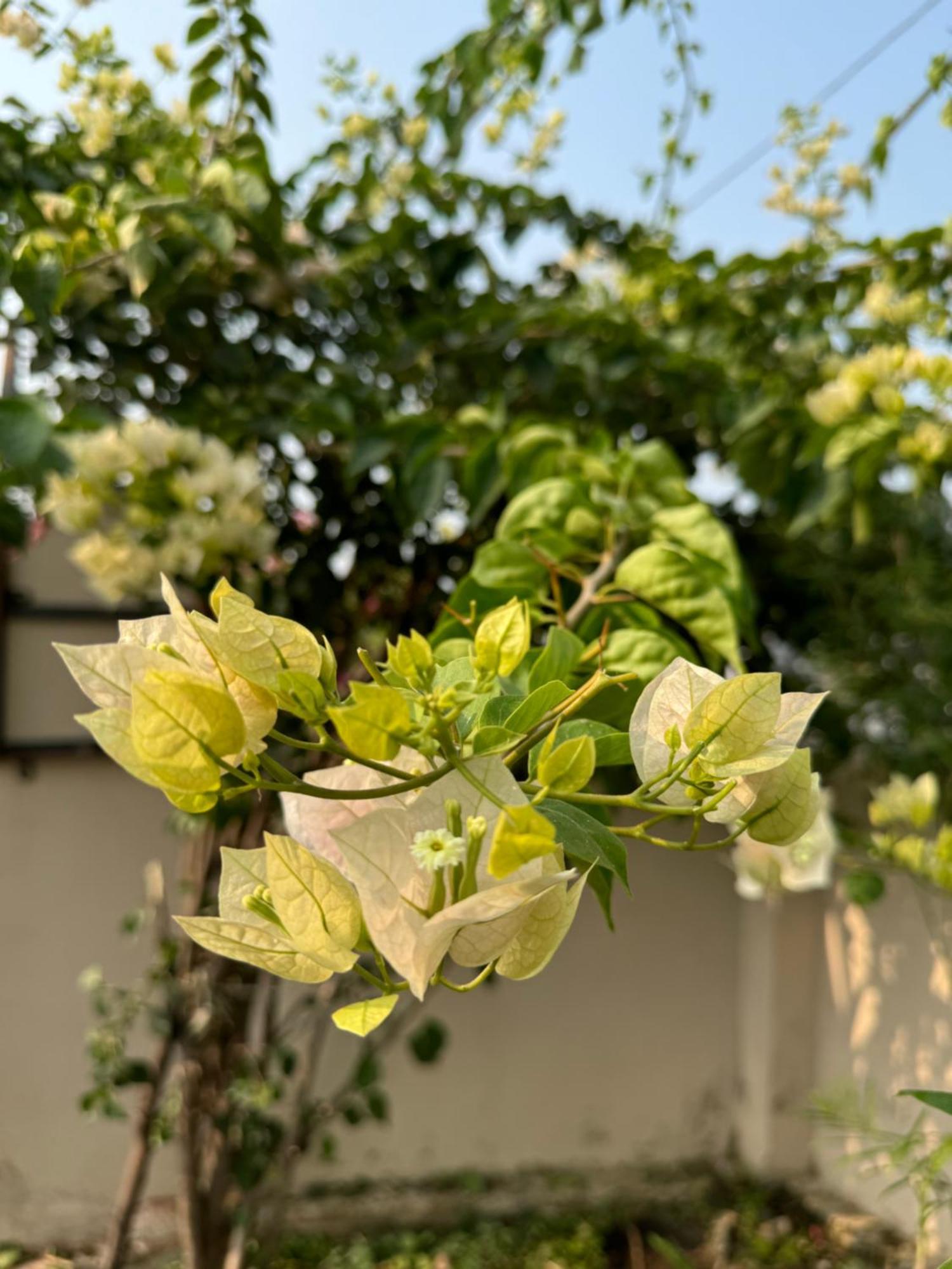 The Bougainvillea Cottage Farmstay Near Dehradun , 2 Bedroom Private Cottage Next To Fields And Orchards With Hill Views Luaran gambar